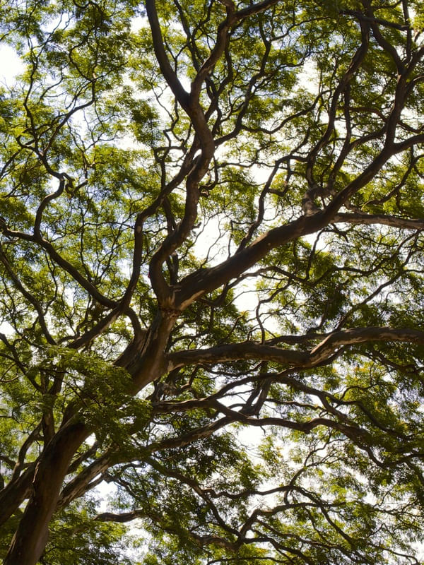 RAIZES DA NATUREZA