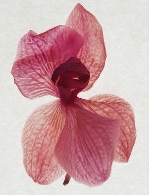 ORQUÍDEA BAILARINA