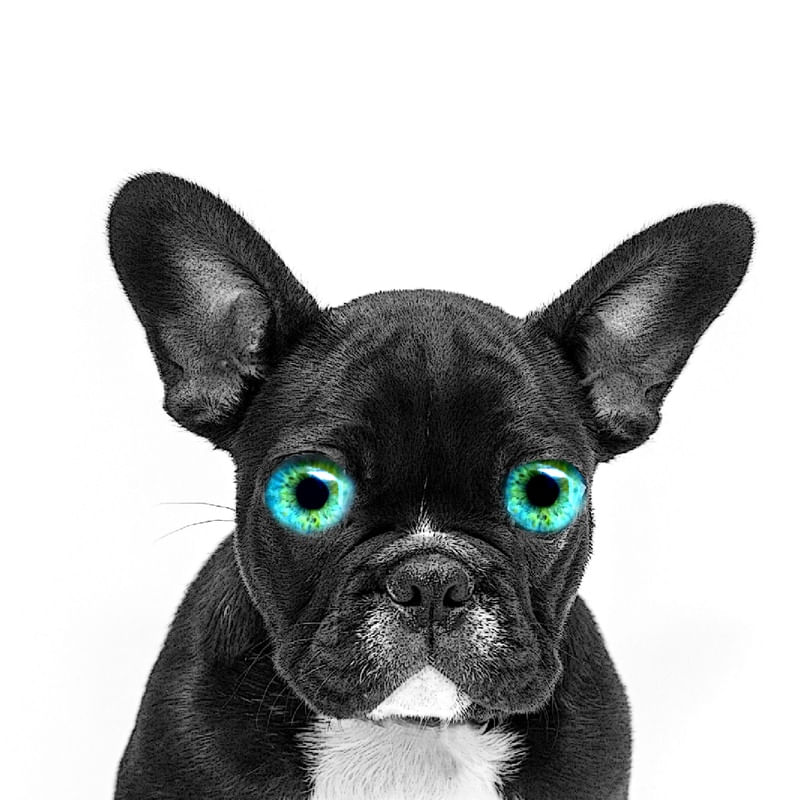 BULLDOG OLHOS COLORIDOS