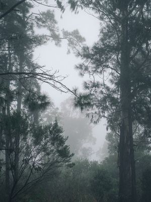 INVERNO NA FLORESTA