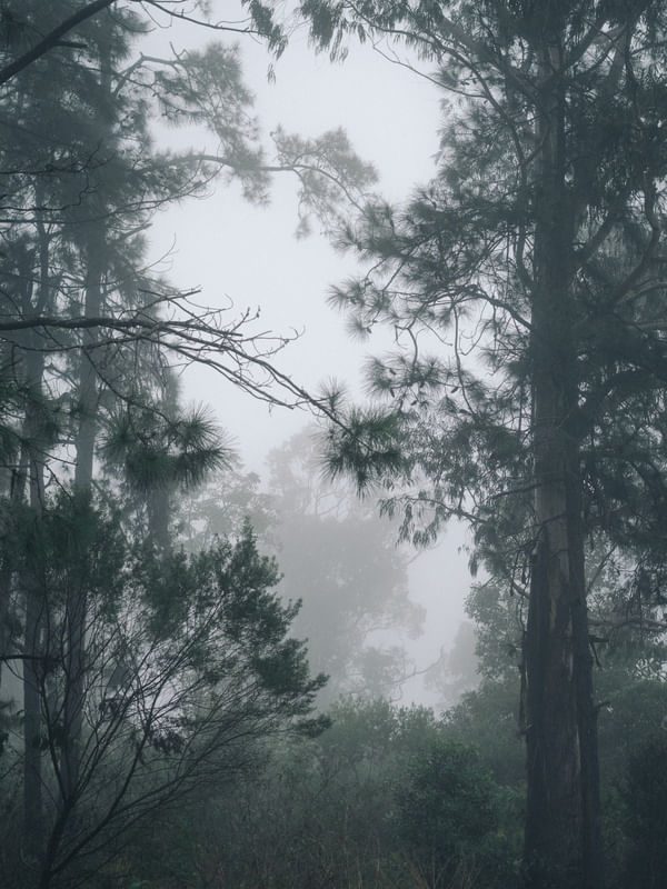 INVERNO NA FLORESTA