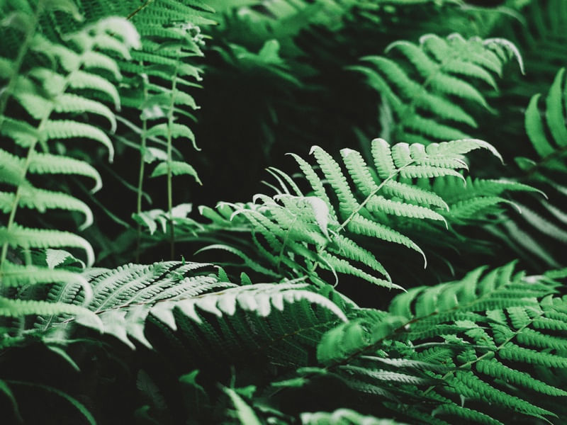 SEMPRE VERDE