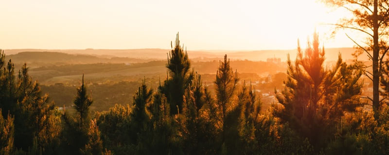 FLORESTA DOURADA