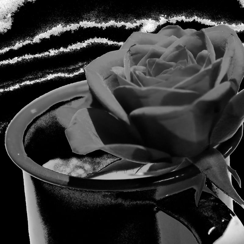 ROSA VERMELHA_07