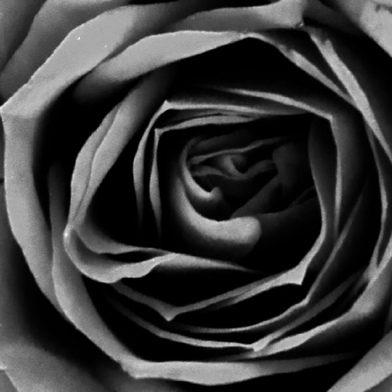 ROSA VERMELHA_08