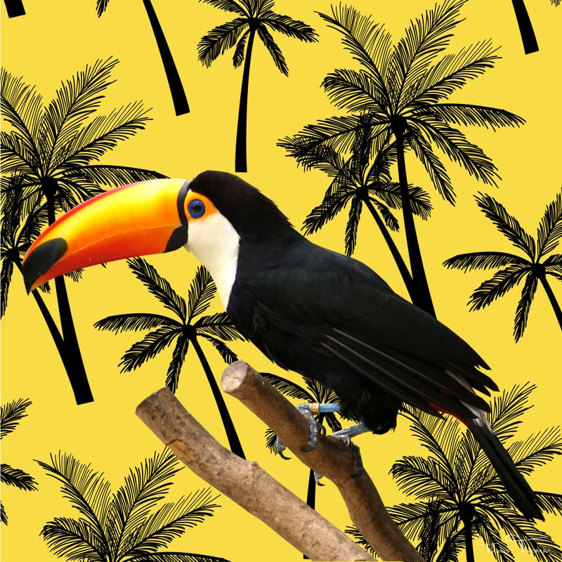 TUCANO TROPICAL AMARELO