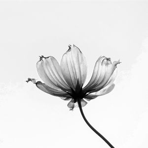A FLOR TRANSPARENTE