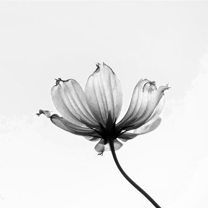 A FLOR TRANSPARENTE