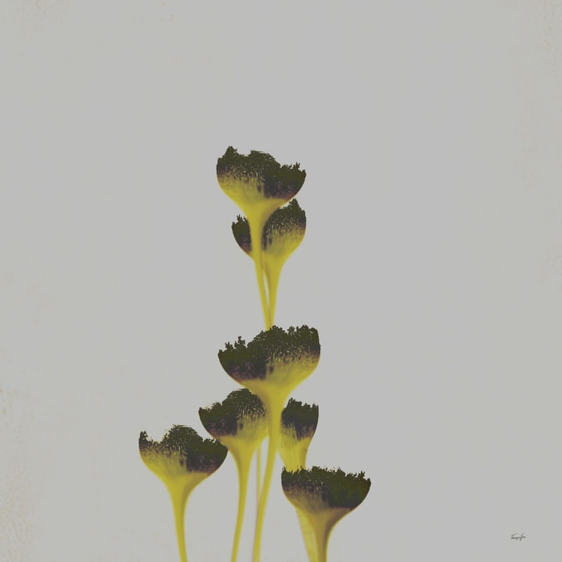 PLANTAS - COMPOSIÇÃO 4