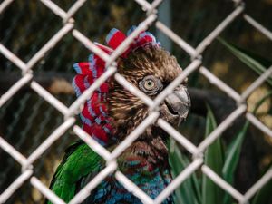 CADEIA ANIMAL