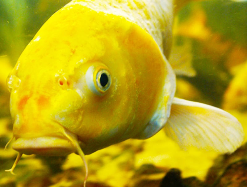 PEIXE GOLDEN