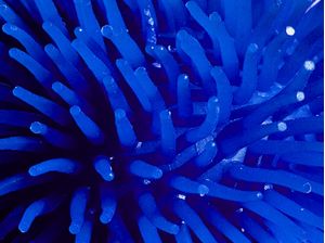 ANEMONA AZUL