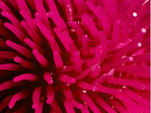 ANEMONA FUCKSIA