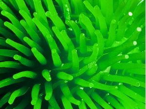 ANEMONA VERDE