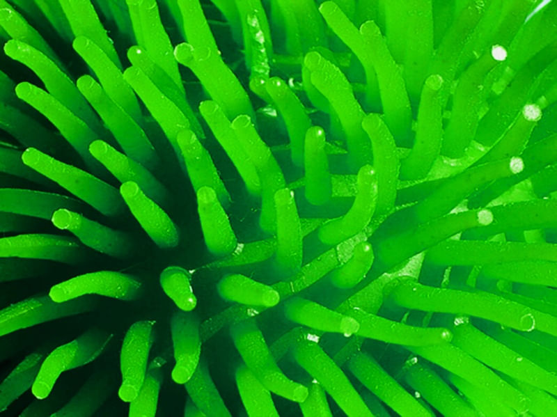 ANEMONA VERDE