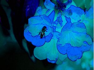 BLUEBEE