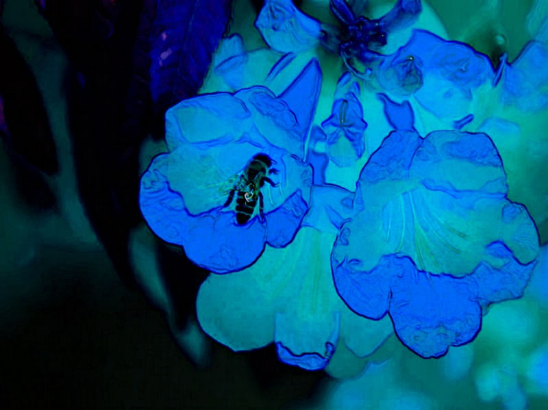 BLUEBEE