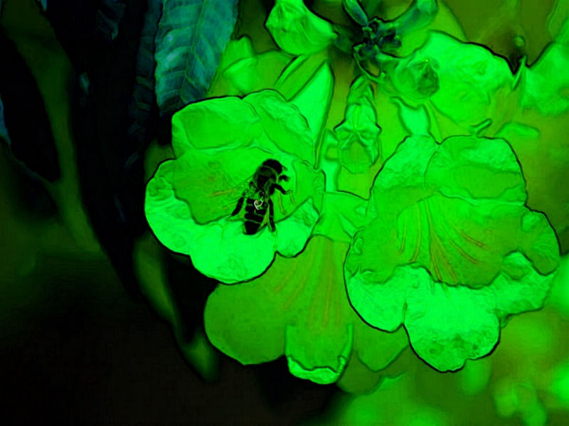 GREENBEE