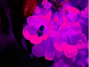 LILACBEE