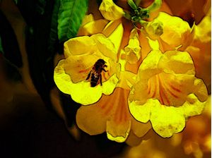 YELLOWBEE