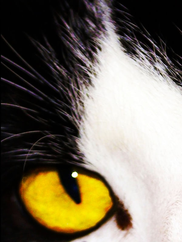 CATEYES 1