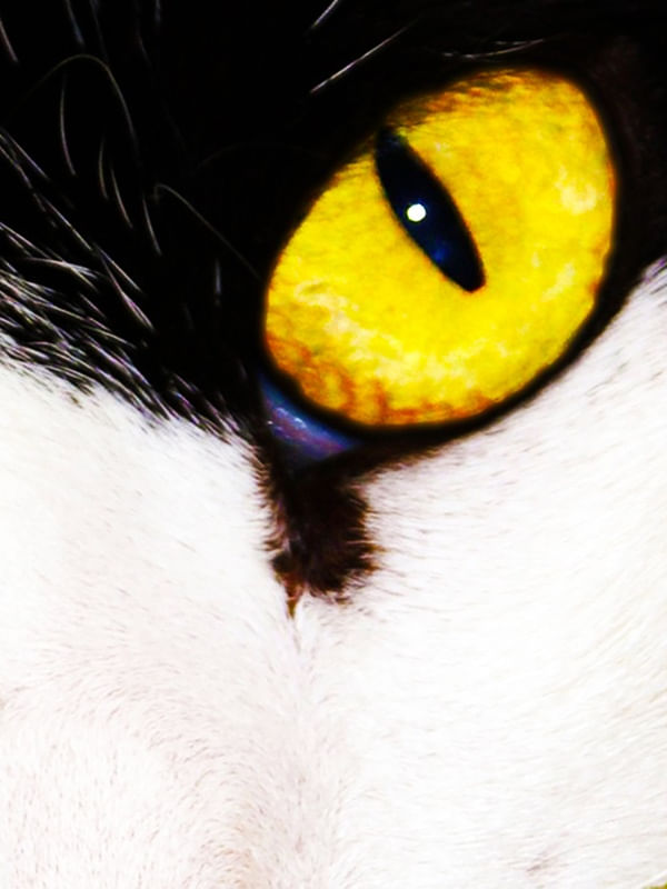 CATEYES 2