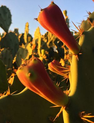 CACTOS NO ARPOARDOR