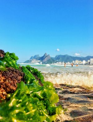 ALGAS NAS PEDRAS DO ARPOADOR
