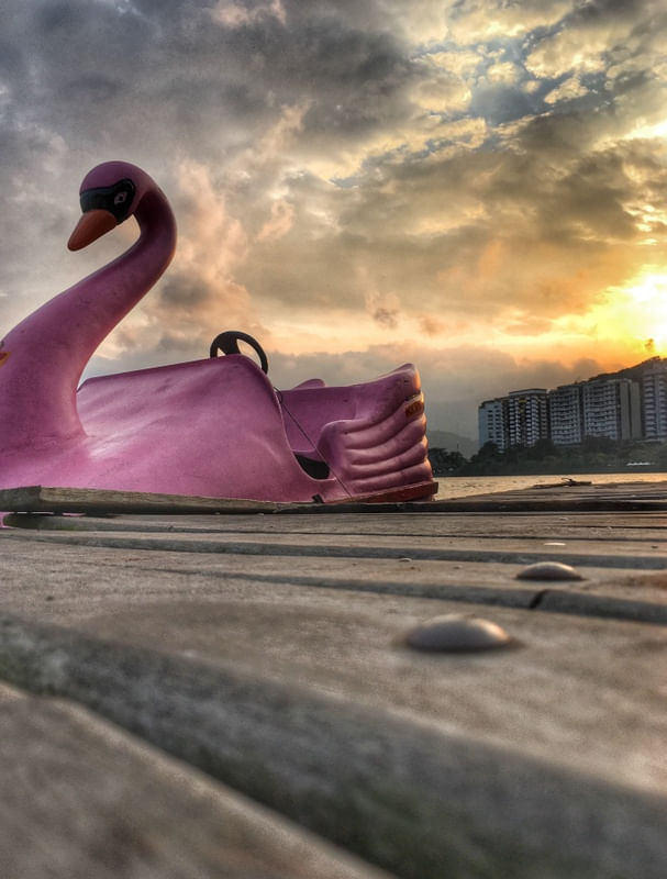 CISNE ROSA NA LAGOA