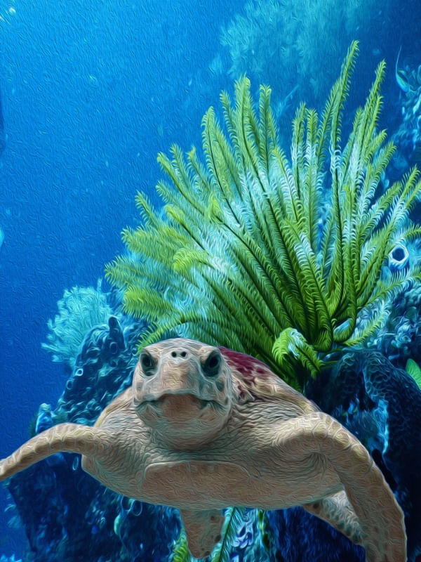 TURTLE DEYSE
