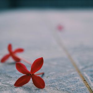 MINIFLOWER
