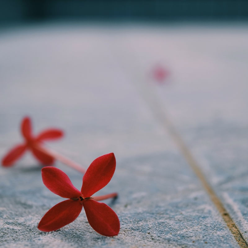 MINIFLOWER