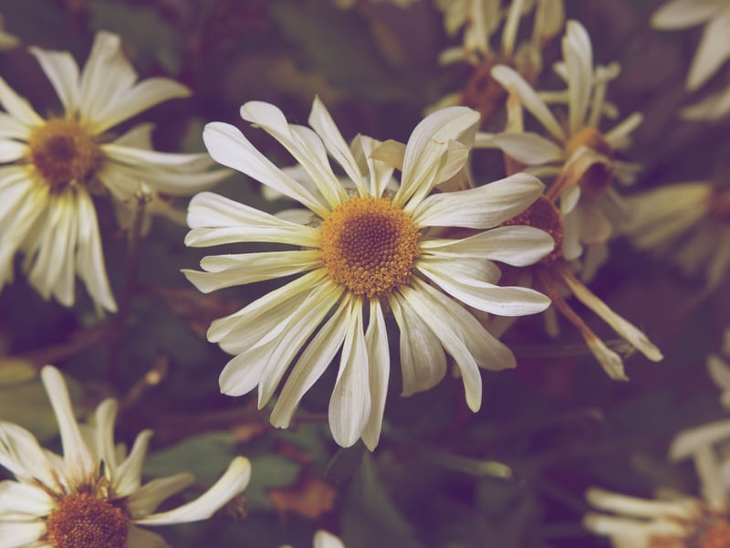 FLORES E O TEMPO