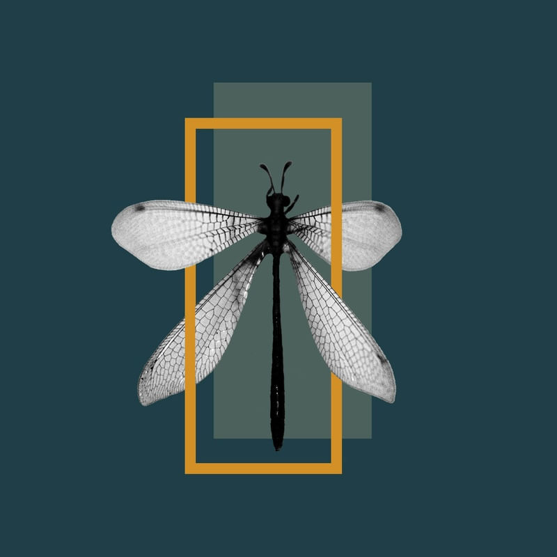 LIBÉLULA SOBREPOSTA