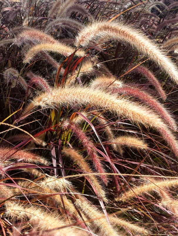 PLANTAS DE NAU