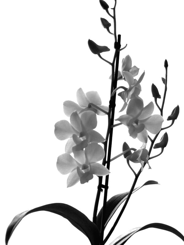 FLORES DA MANHÃ