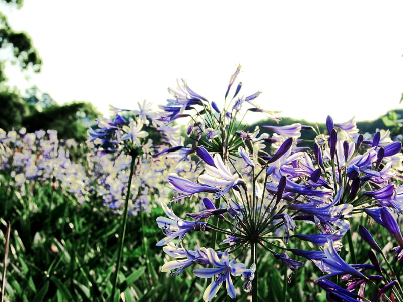 PRIMAPRIMAVERA