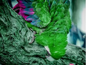 ARARA VERDE