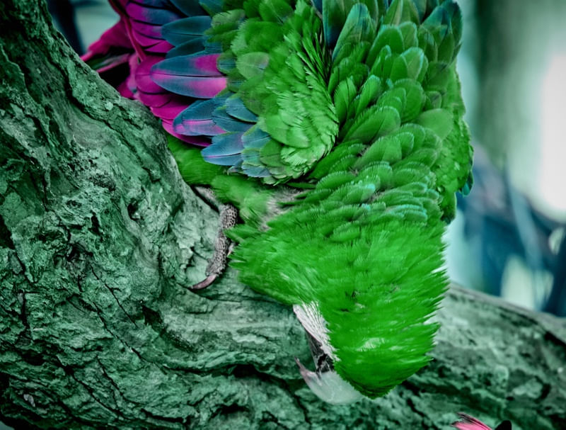 ARARA VERDE