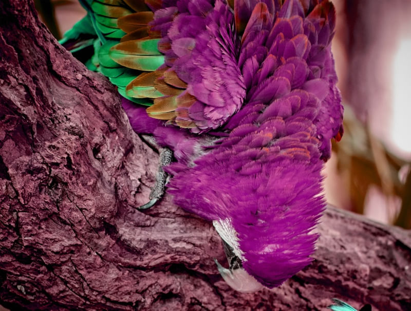 ARARA ROSA