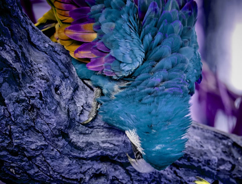 ARARA AZULADA