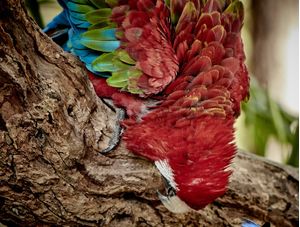 ARARA NO GALHO
