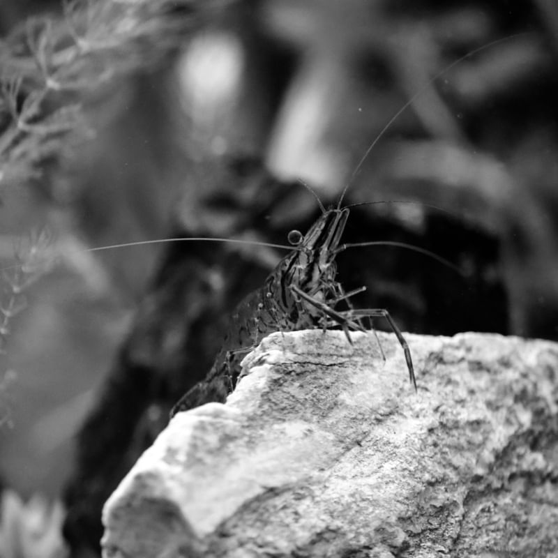 ALIENÍGENA CAMUFLADO_00