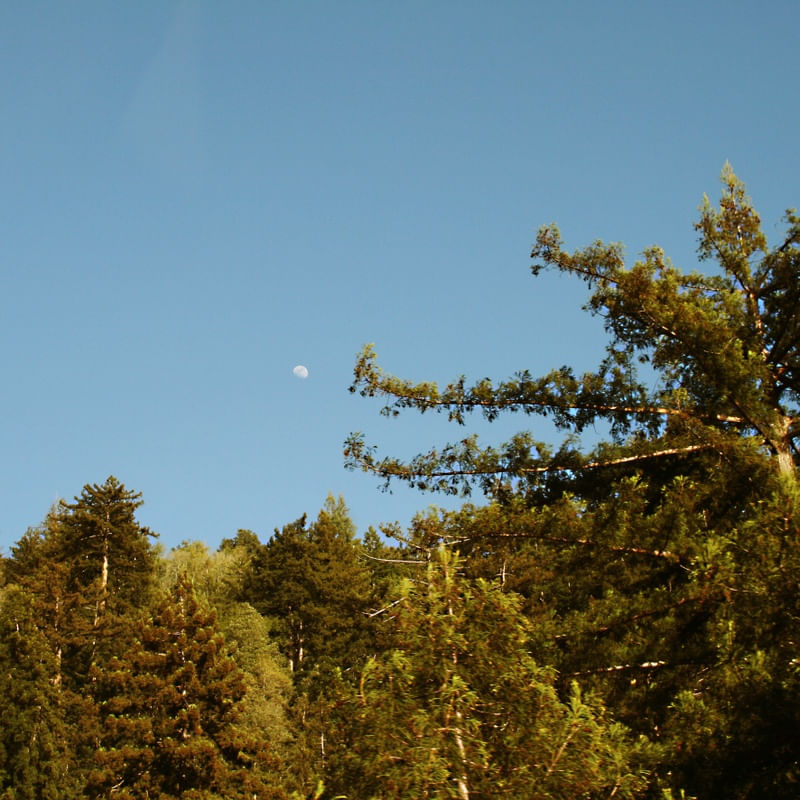 GOLDEN FOREST