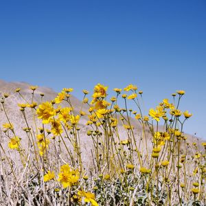 YELLOW PACIFIC FLOWER