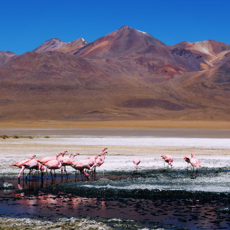 LAGUNA CHAXA