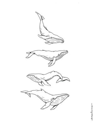 BALEIAS FLUTUANTES