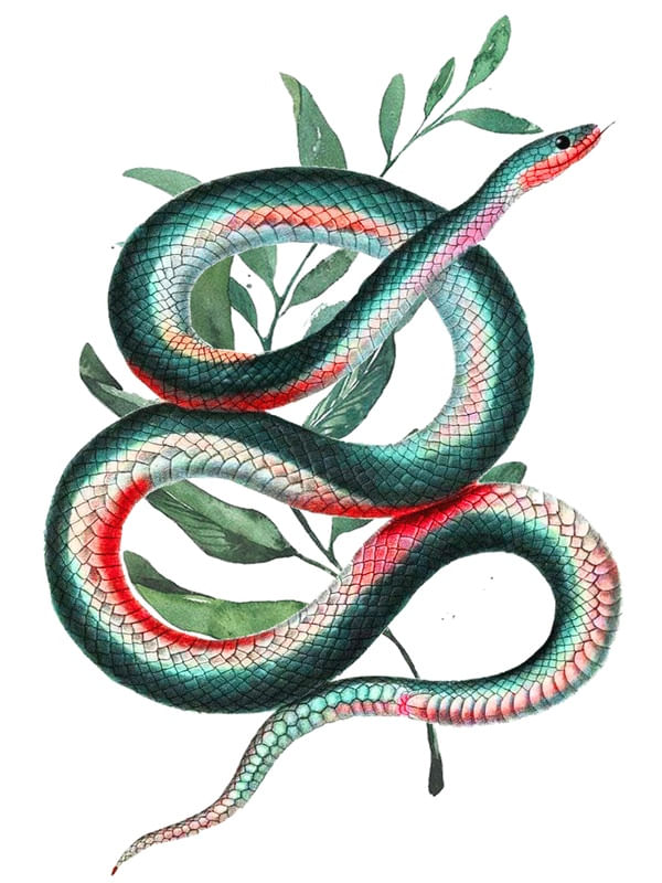SNAKE HIT