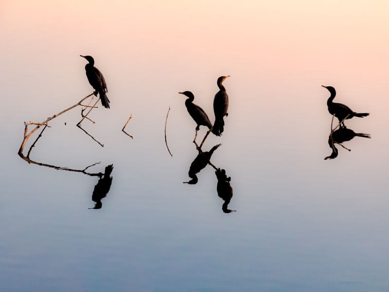 BIGUÁS REFLETIDOS