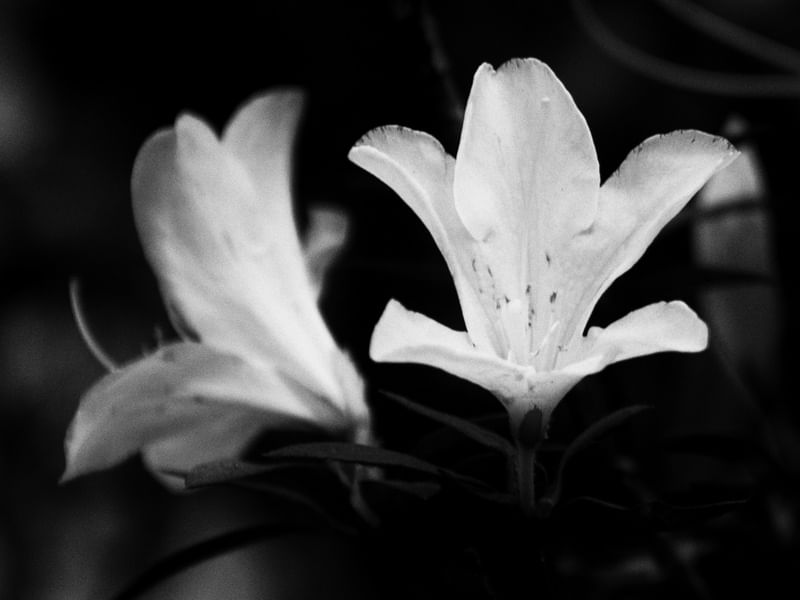 FLOWERS OF LIGHT
